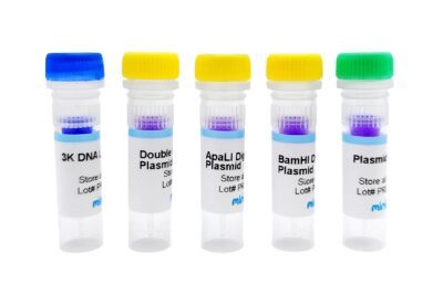 Laboratorio di mappatura della restrizione del DNA plasmidico