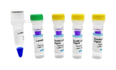 Analisi della digestione della restrizione del DNA Lambda