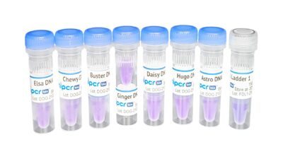 Laboratorio di genetica del cane: una gran quantità di Labradoodles™
