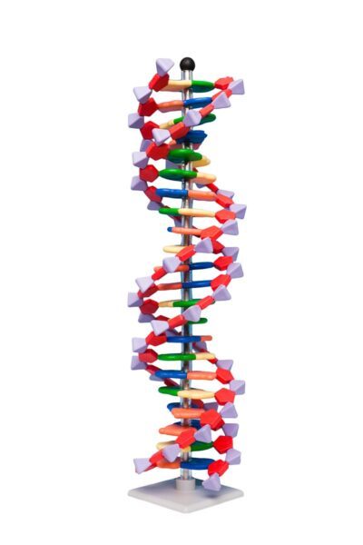 Modello di DNA con 22 paia di basi