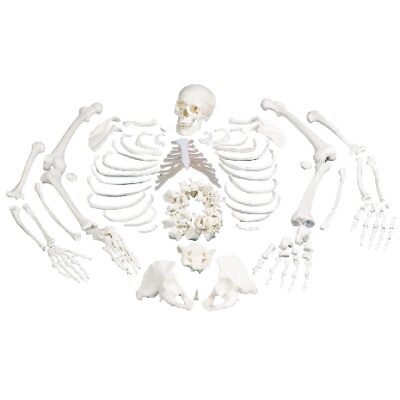 Scheletro umano completo disarticolato con cranio in 3 parti