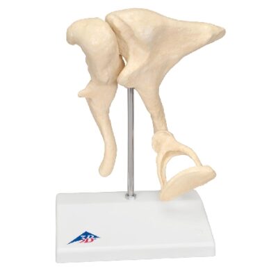 Modello ossicino | 20 volte a grandezza naturale