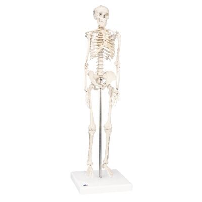 Mini Skeleton – Shorty – montato su base