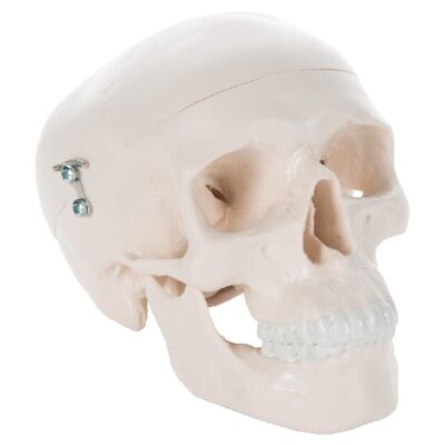 Mini modello di teschio umano, in 3 parti: calotta cranica, base del cranio, mandibola