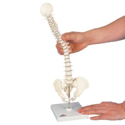 Mini colonna vertebrale umana, flessibile, anatomicamente dettagliata