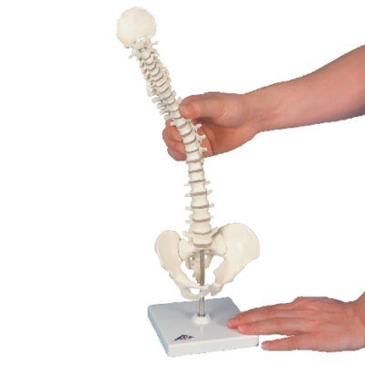 Mini modello di colonna vertebrale umana – flessibile, su base