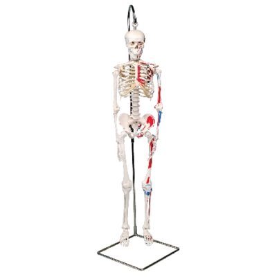 Mini scheletro umano – Shorty – con muscoli dipinti, su supporto sospeso