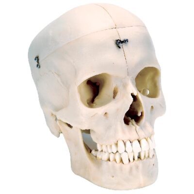 BONElike™ Modello di cranio osseo umano, in 6 parti