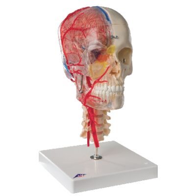 Modello di cranio umano BONElike™, metà trasparente e metà ossuto, completo di cervello e vertebre
