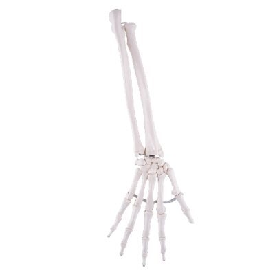 Scheletro della mano libera con ulna e radio