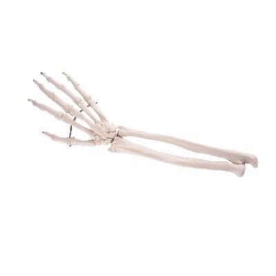 Scheletro della mano con porzioni di ulna e radio