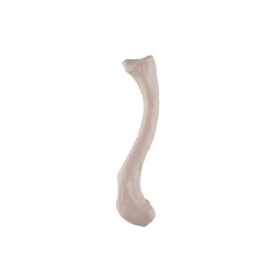 Clavicola