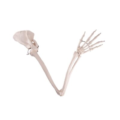 Scheletro del braccio con scapola e clavicola