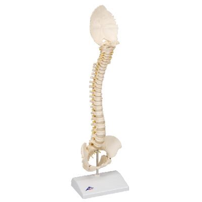 Modello di colonna vertebrale del bambino BONElike