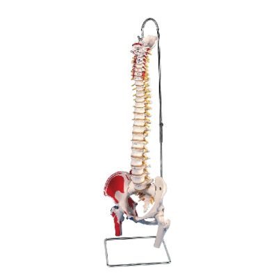 Modello classico di colonna vertebrale flessibile con teste del femore e muscoli dipinti