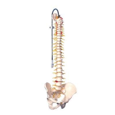 Modello di colonna vertebrale flessibile deluxe