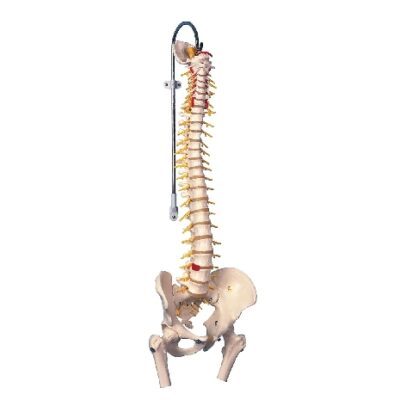 Modello di colonna vertebrale flessibile deluxe con teste del femore