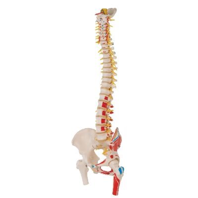 Modello di colonna vertebrale flessibile deluxe con teste del femore e muscoli dipinti