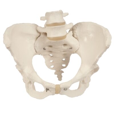 Scheletro pelvico, femmina