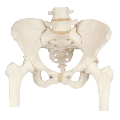 Scheletro pelvico, femminile, con teste del femore mobili