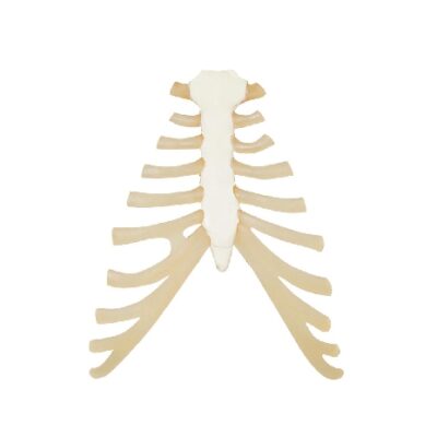 Sterno con cartilagine costale