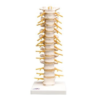 Colonna vertebrale toracica