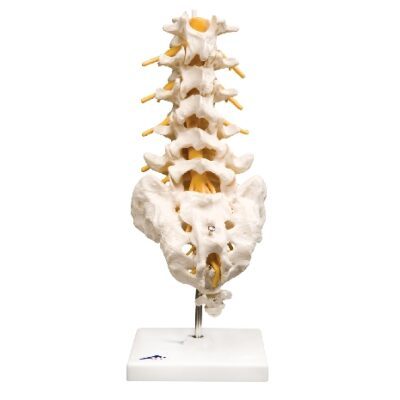 Colonna vertebrale lombare