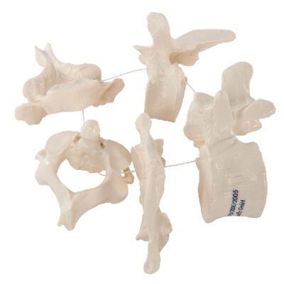 5 vertebre