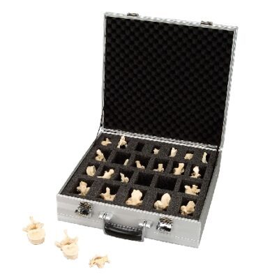 Set di 24 modelli di vertebre BONElike™