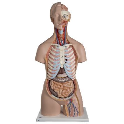 Torso classico unisex con schiena scoperta, in 21 parti