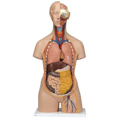 Torso classico unisex con collo e schiena aperti, in 18 parti
