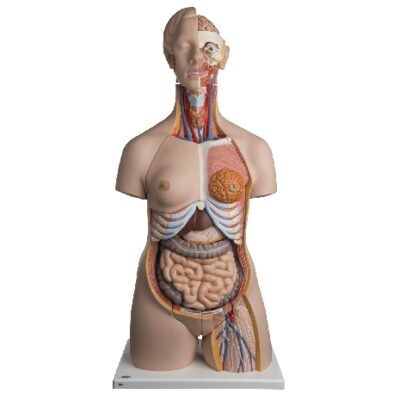 Torso bisessuato deluxe, in 24 parti