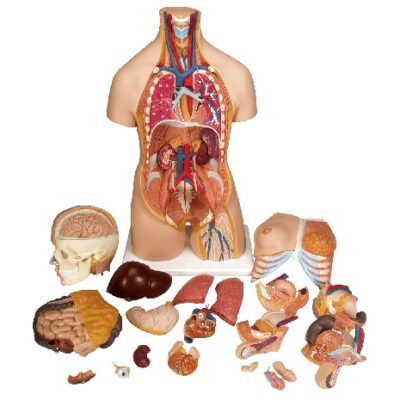 Torso bisessuato deluxe, in 20 parti