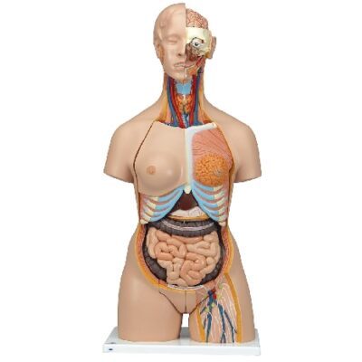 Torso bisessuato deluxe con schiena aperta, in 28 parti