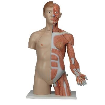 Torso bisessuato a grandezza naturale con braccio muscoloso, in 33 parti