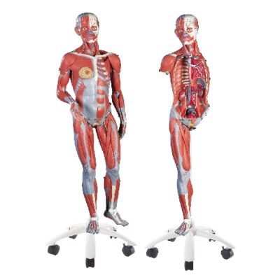 Modello muscolare bisessuato 3/4 a grandezza naturale su supporto in metallo con 5 rotelle, 45 pezzi