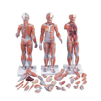 Modello completo di muscoli bisessuati 1/2 a grandezza naturale, in 33 parti
