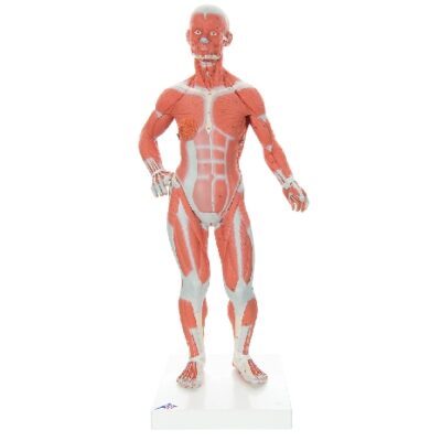 Figura muscolare 1/3 a grandezza naturale, in 2 parti