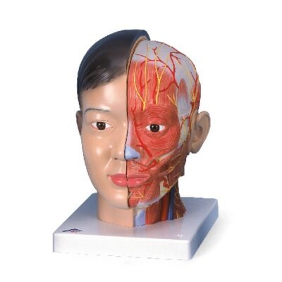 Testa asiatica deluxe con collo, in 4 parti
