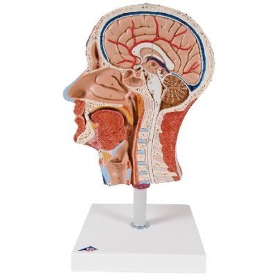Mezza testa con muscolatura