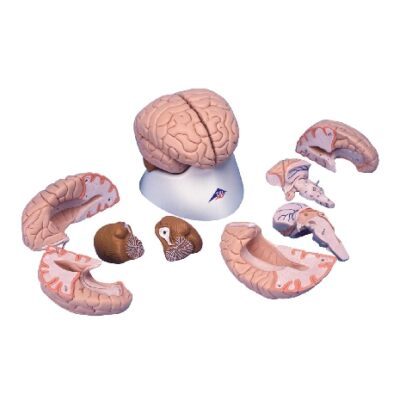 Modello del cervello, in 8 parti