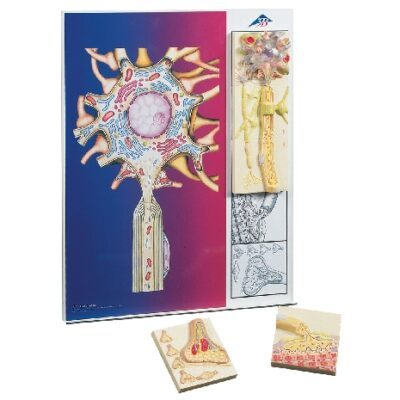 Modelli di fisiologia dei nervi serie-5, pannello in metallo