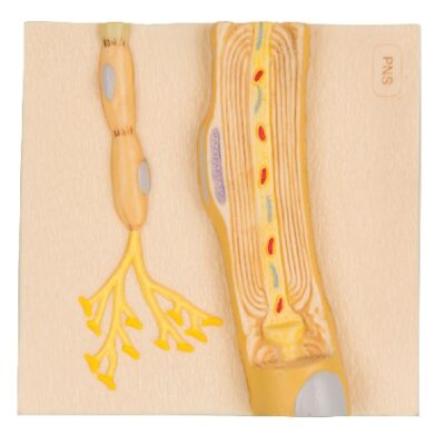 Cellule di Schwann del PNS