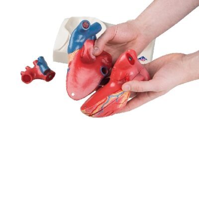 Modello di cuore magnetico, a grandezza naturale, 5 parti
