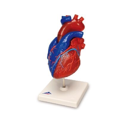 Modello di cuore magnetico, a grandezza naturale, 5 parti