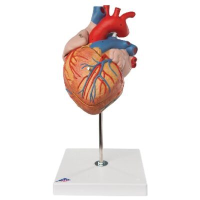 Cuore, 2 volte ingrandito, in 4 parti