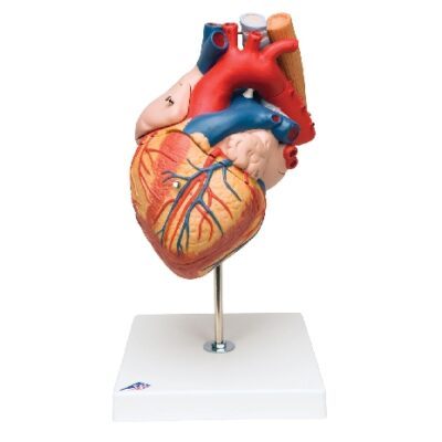 Cuore con esofago e trachea, 2 volte ingrandito, in 5 parti