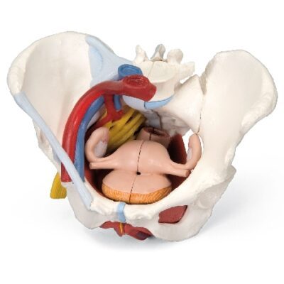 Pelvi femminile con legamenti, vasi, nervi, pavimento pelvico, organi