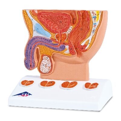 Modello di prostata, 1/2 dimensione naturale