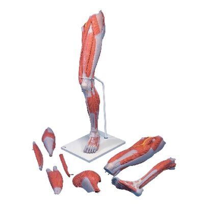 Gamba muscolosa deluxe, in 7 parti, a grandezza naturale
